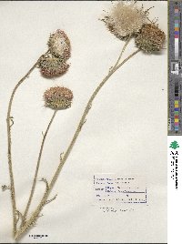 Carduus nutans subsp. nutans image