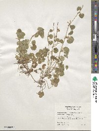 Glechoma hederacea image