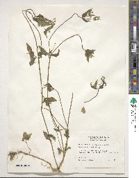 Galeopsis tetrahit image