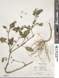 Solanum nigrum image