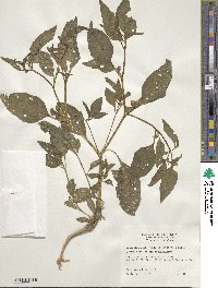 Physalis longifolia image