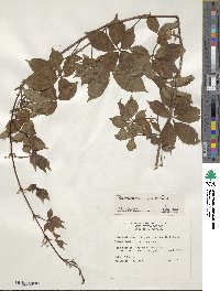 Parthenocissus quinquefolia image