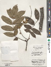 Image of Pterocarya hupehensis