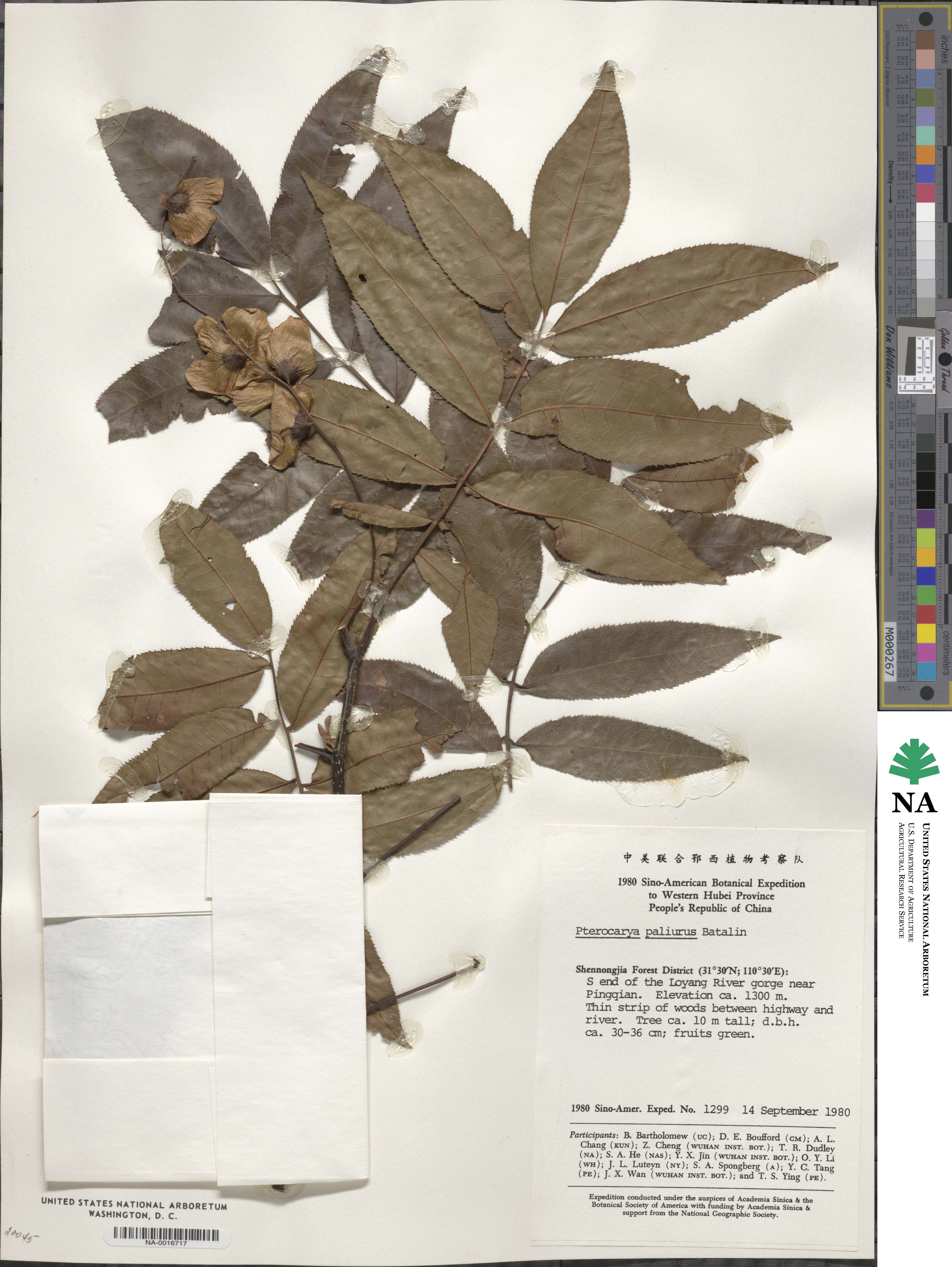 Cyclocarya paliurus image