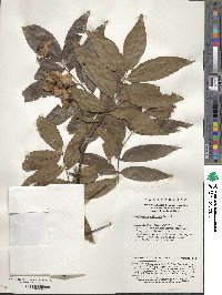 Image of Cyclocarya paliurus