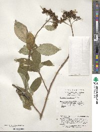 Hydrangea heteromalla image