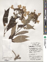 Hydrangea strigosa image