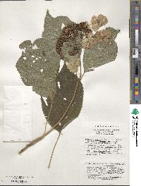 Hydrangea robusta image