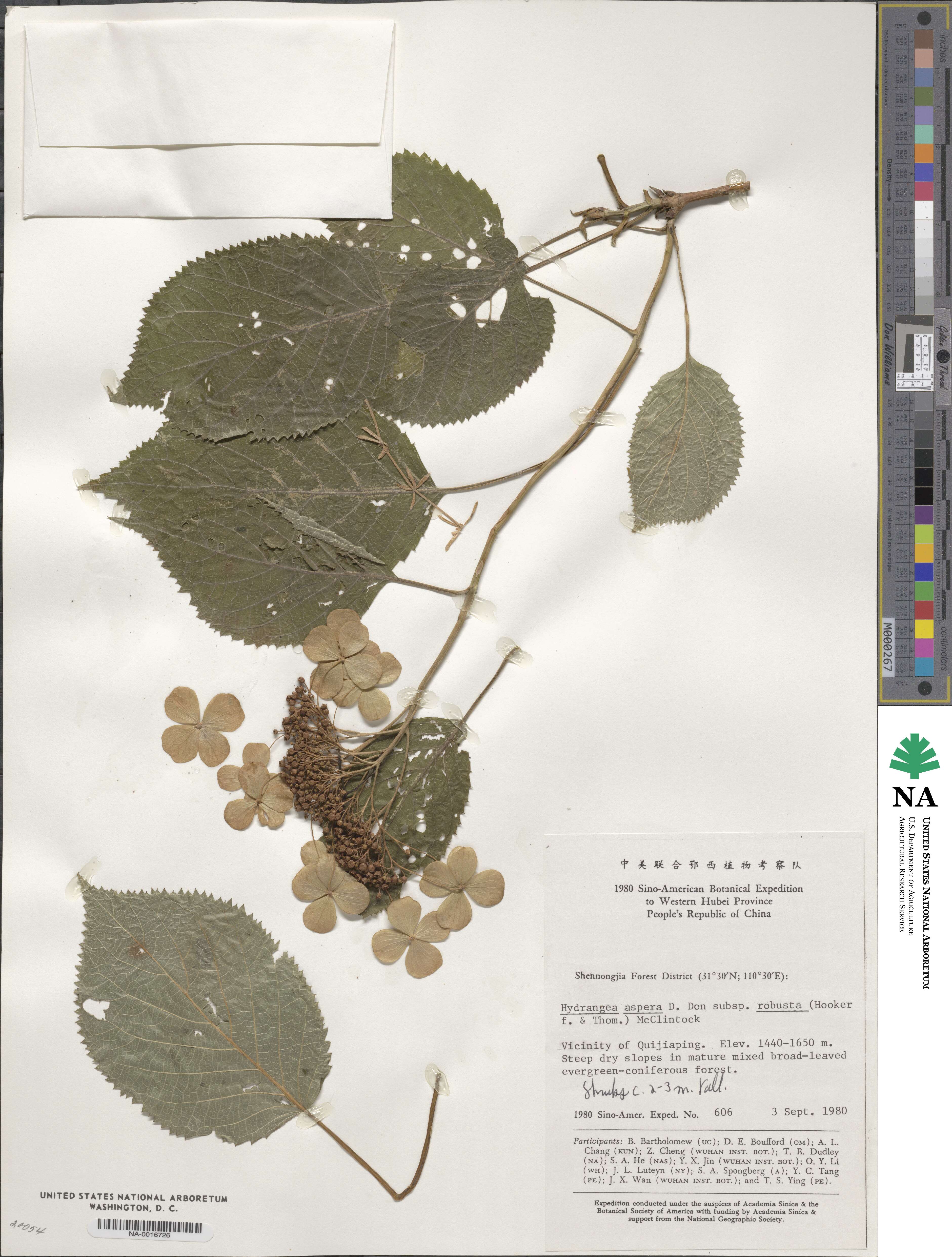 Hydrangea robusta image