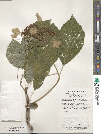 Hydrangea robusta image