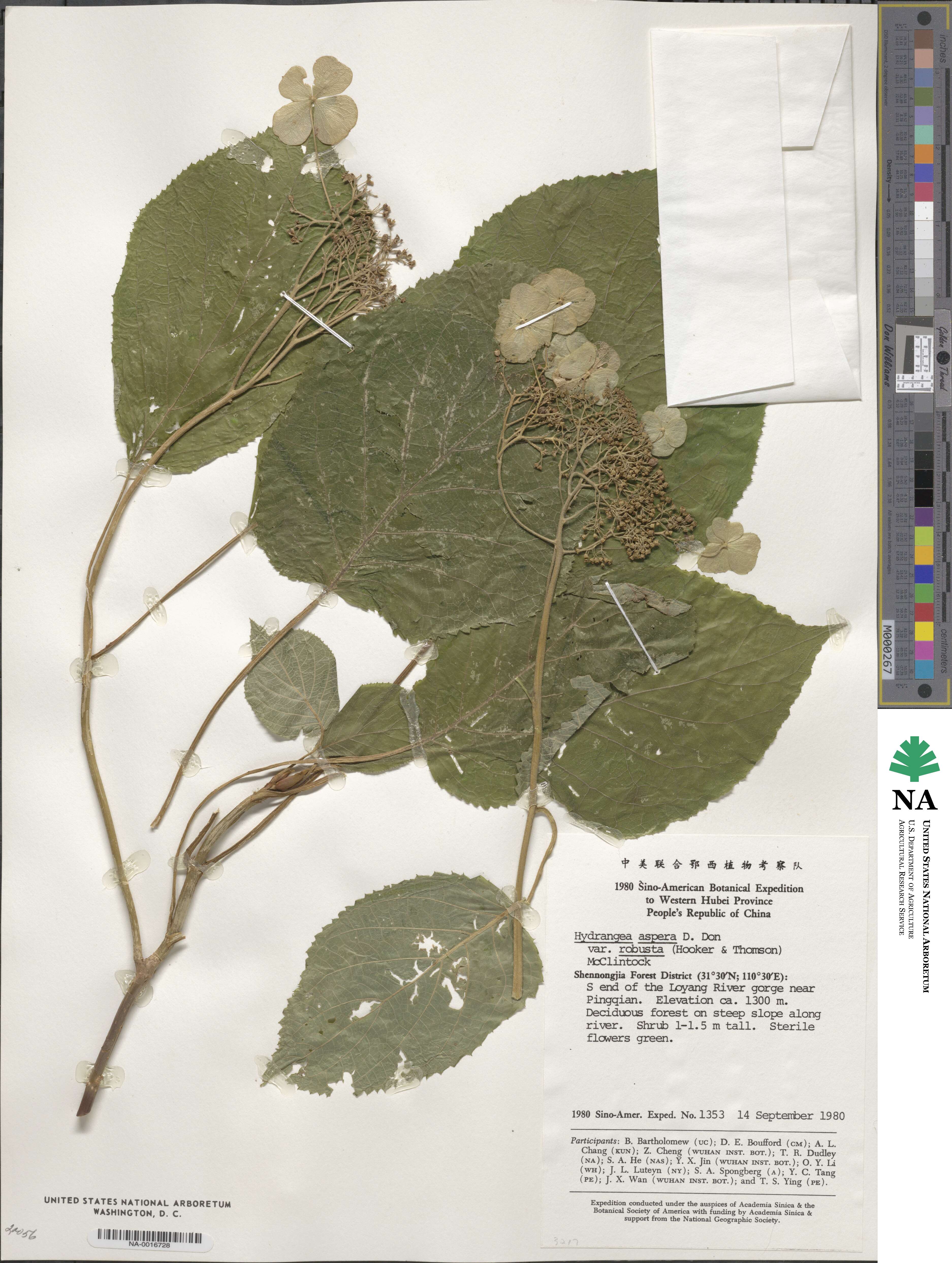 Hydrangea robusta image