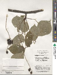 Sinofranchetia chinensis image