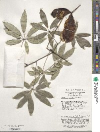 Image of Stauntonia angustifolia