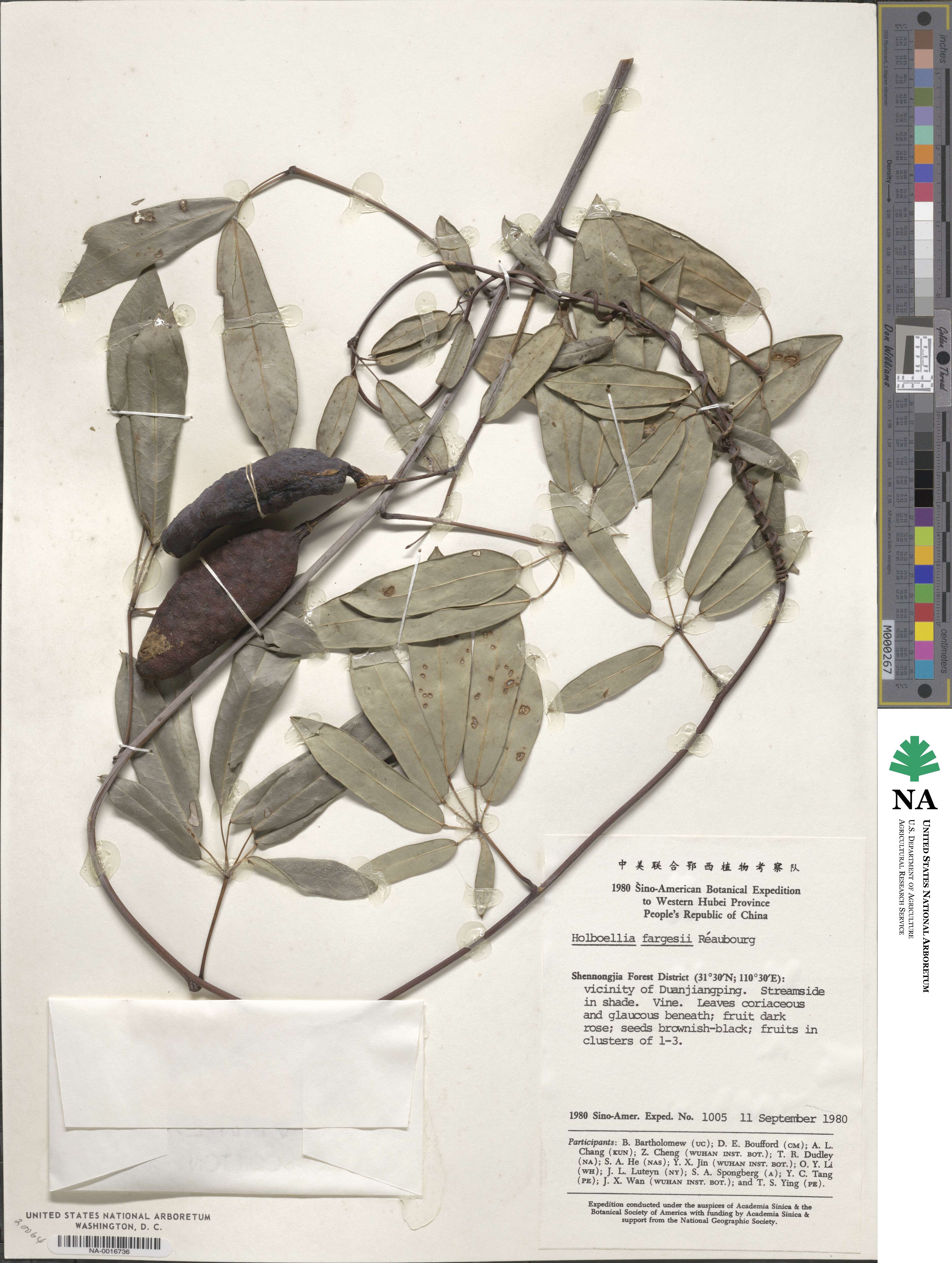 Stauntonia angustifolia image