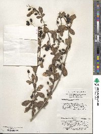 Berberis henryana image
