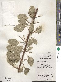 Berberis henryana image
