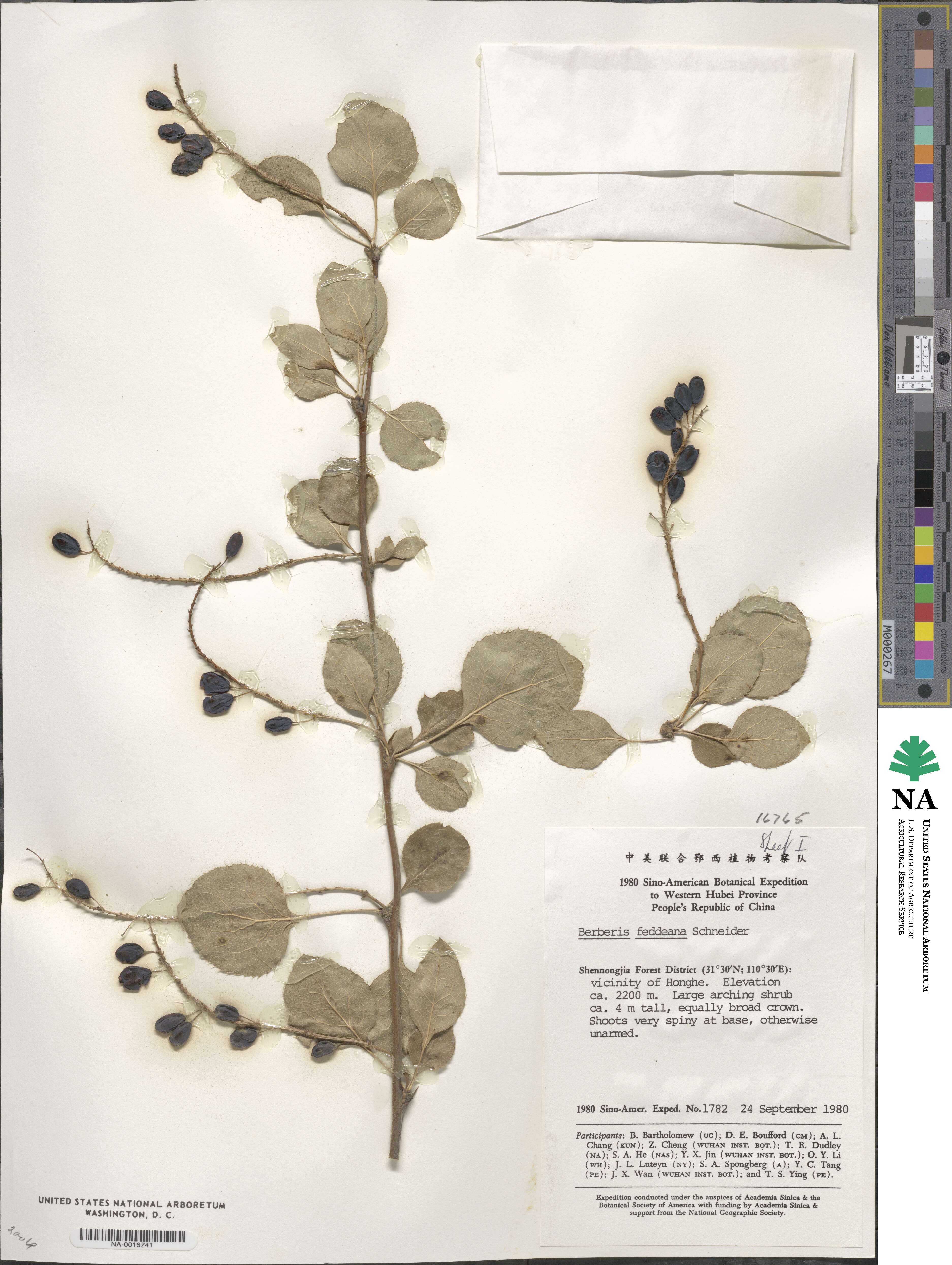 Berberis henryana image