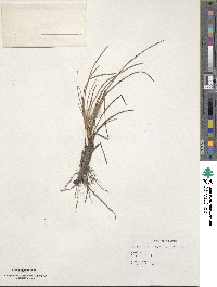 Fimbristylis dichotoma subsp. dichotoma image