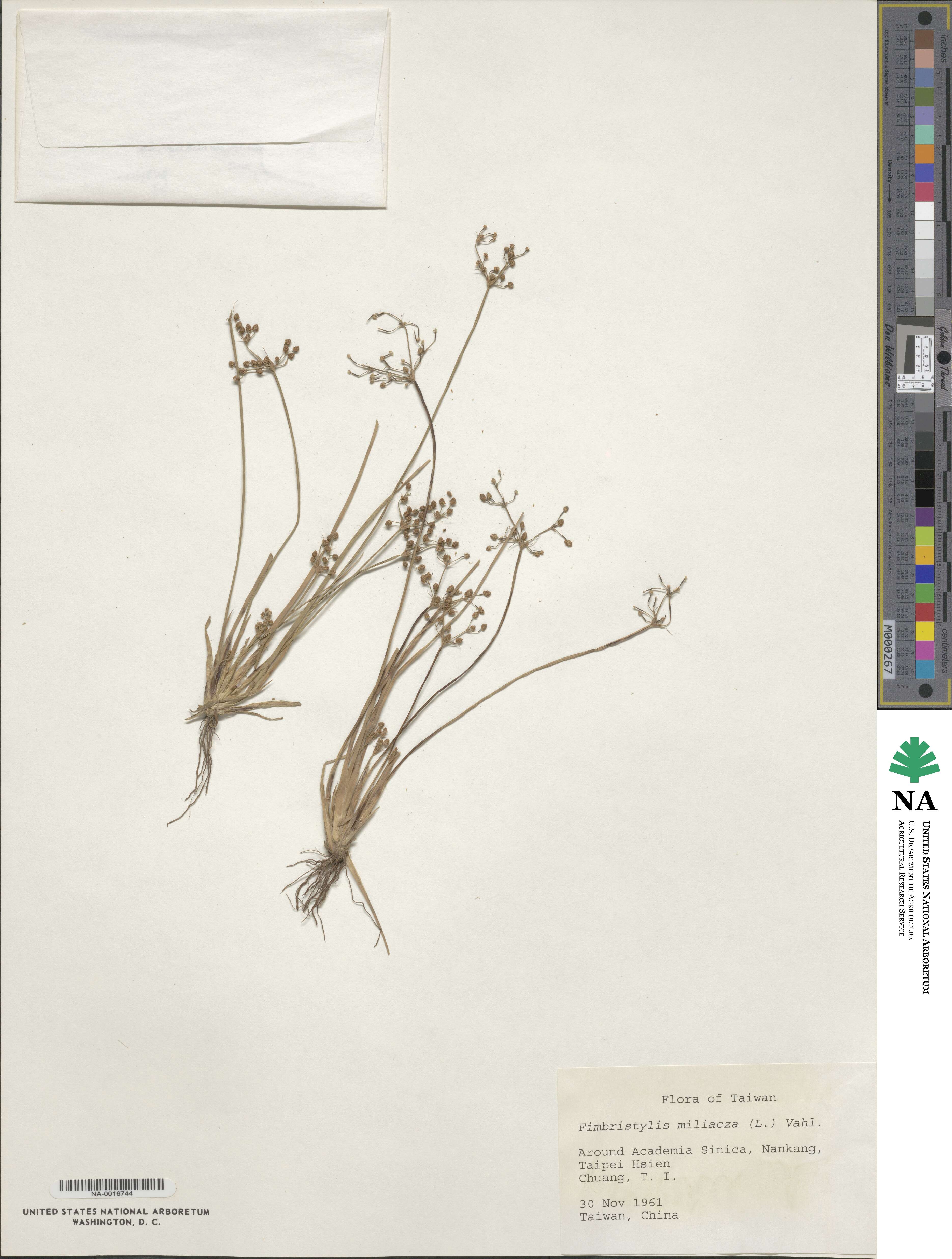 Fimbristylis quinquangularis image