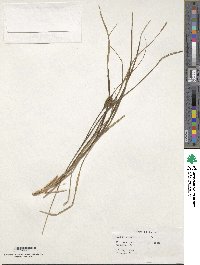 Carex subtransversa image