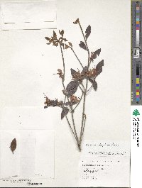 Rhododendron rubropilosum image