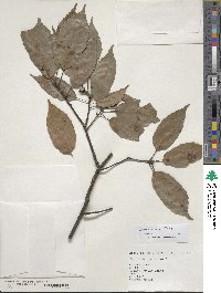 Quercus glauca image