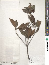 Image of Illicium arborescens