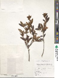 Rhododendron rubropilosum image