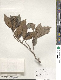 Viburnum odoratissimum image