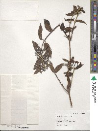 Lonicera acuminata image