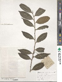 Image of Eurya rengechiensis