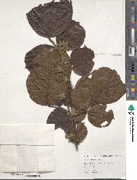 Rubus ellipticus image