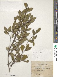 Image of Camellia brevistyla