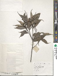 Lithocarpus uraianus image