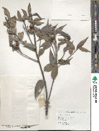 Lithocarpus uraianus image