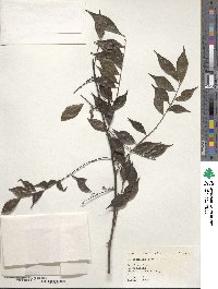 Zanthoxylum scandens image