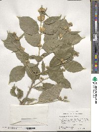 Image of Philadelphus pubescens