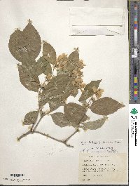 Philadelphus pubescens image