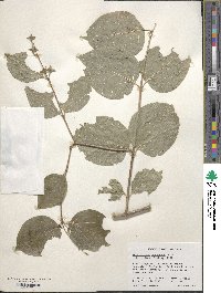 Philadelphus pubescens image