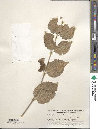 Philadelphus pubescens image