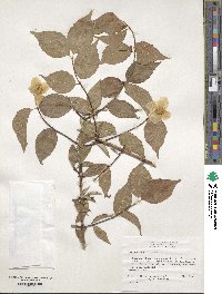 Philadelphus inodorus image