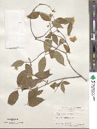 Philadelphus inodorus image