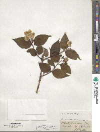 Philadelphus inodorus image