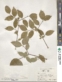 Philadelphus inodorus image