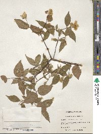 Philadelphus inodorus image