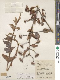 Philadelphus inodorus image