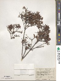 Philadelphus microphyllus image