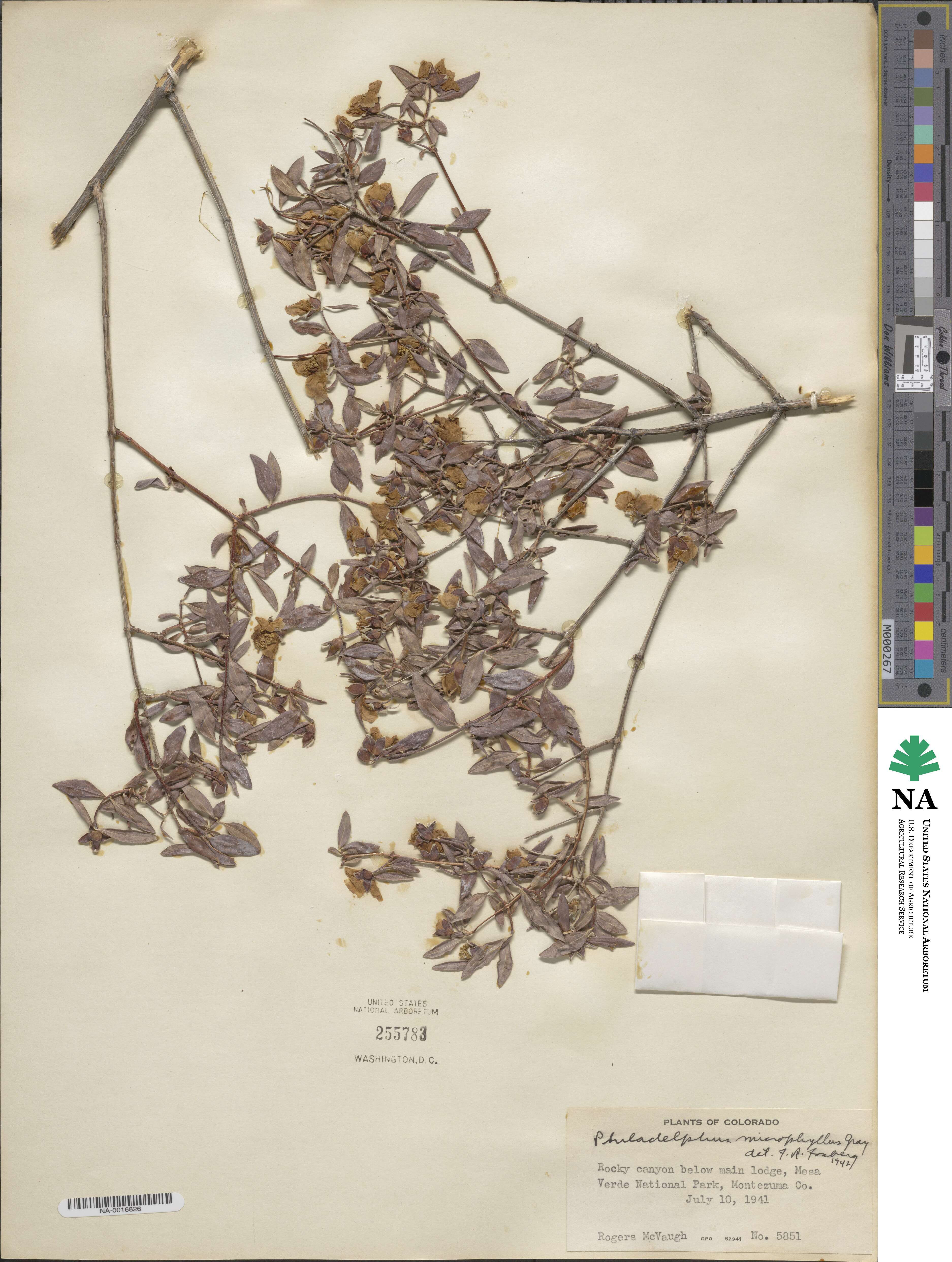 Philadelphus microphyllus image