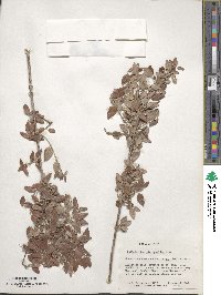 Philadelphus microphyllus image