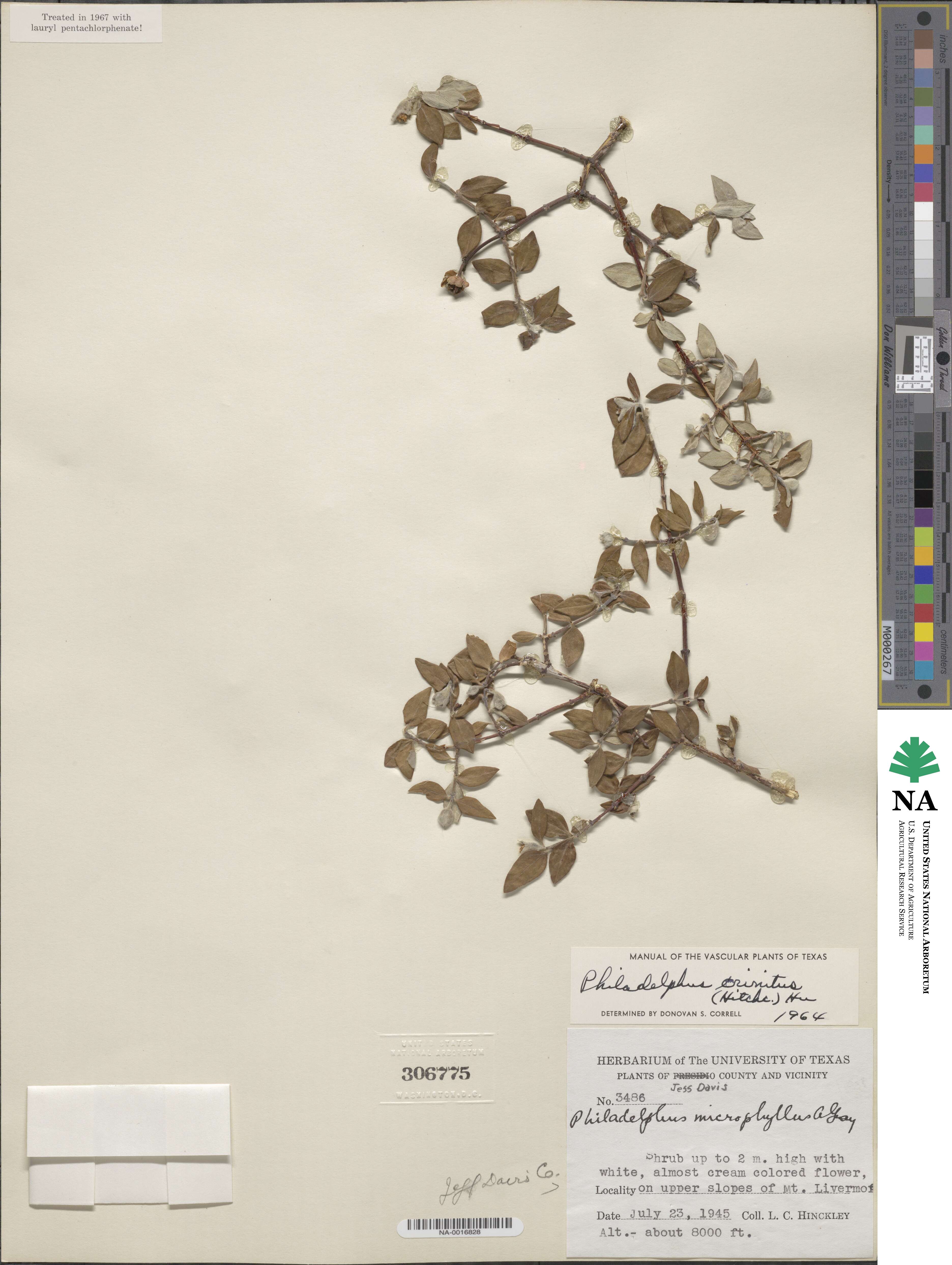 Philadelphus microphyllus var. crinitus image